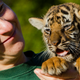 Illustration for article titled Whats Cuter Than A Tiger Cub? Tiger Quadruplets